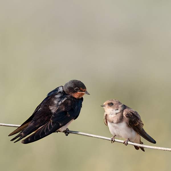 Life on the Wire 2.jpg